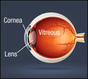 Cornea Eye Diagram