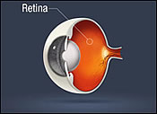 Retina Diagram